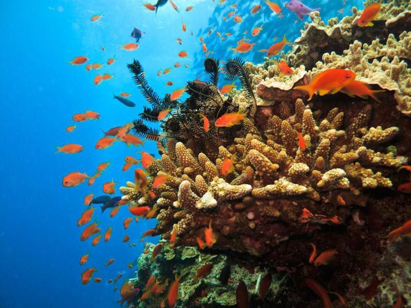 Coral colony and soldier fish on Great Barrier Reef Australia