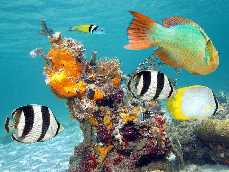 Coral reefs Cozumel