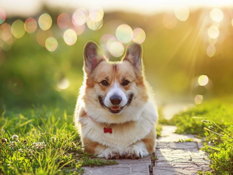 Corgi dog in a summer sunny garden
