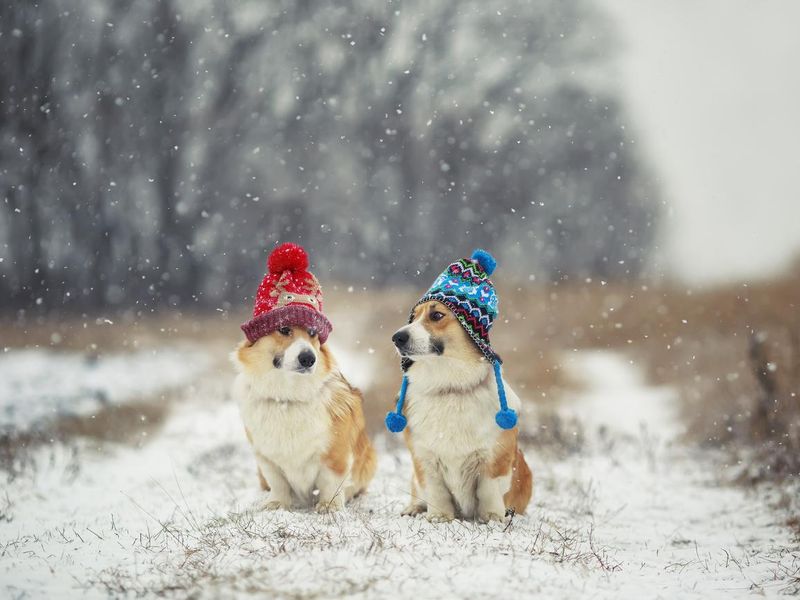 Corgi dog puppies sit in the snow