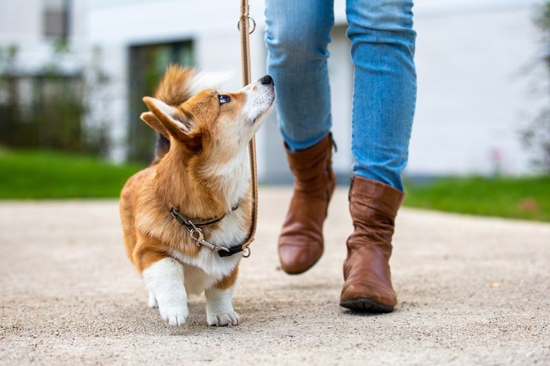 Corgi puppy on a leash with a woman