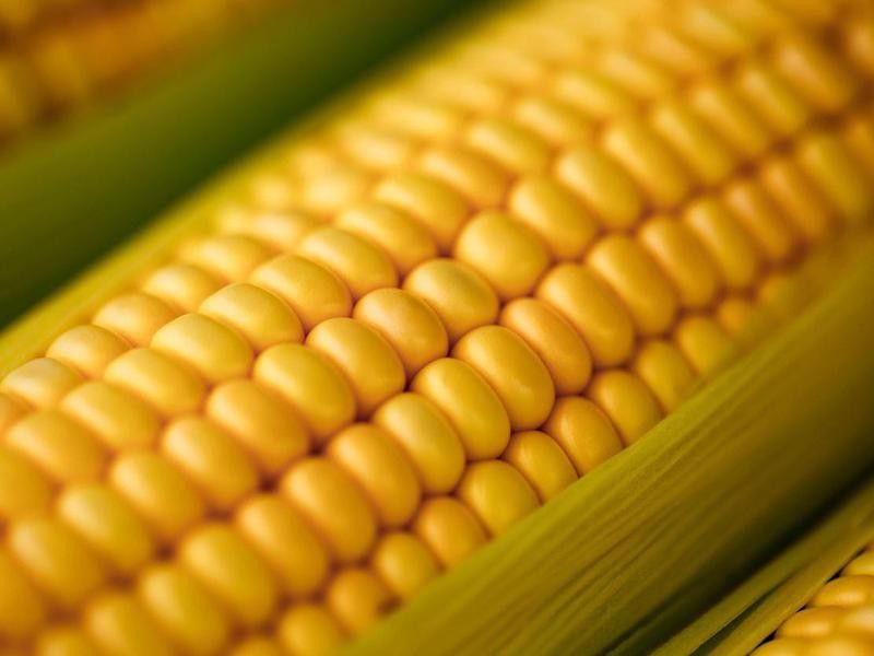 Corn ear close up Brazil
