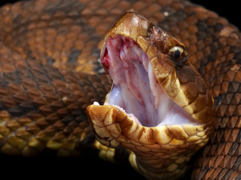 Cottonmouth Snake Ready to bite