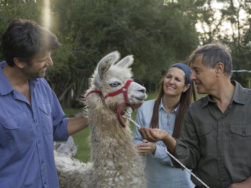 Couple and senior farmer caressing llama