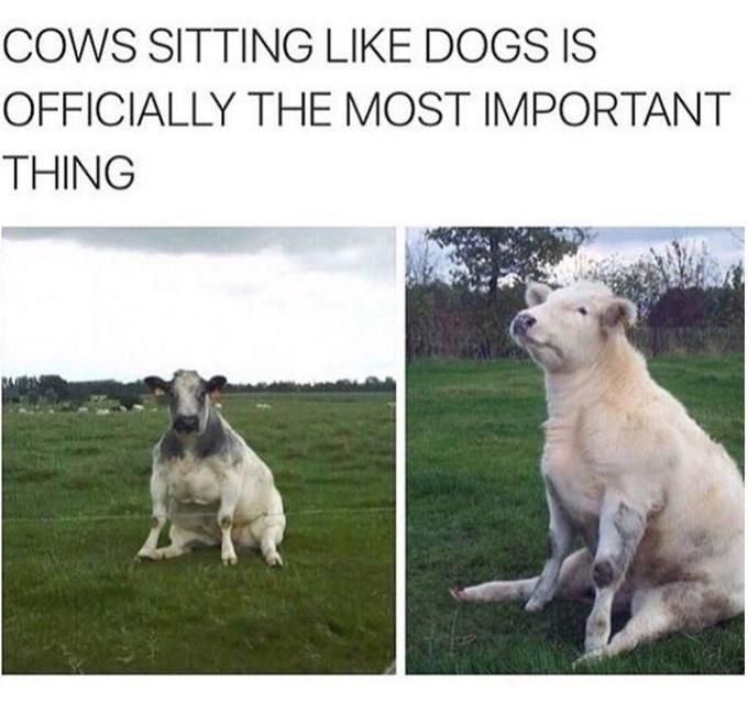 Cow sitting down in the grass meme