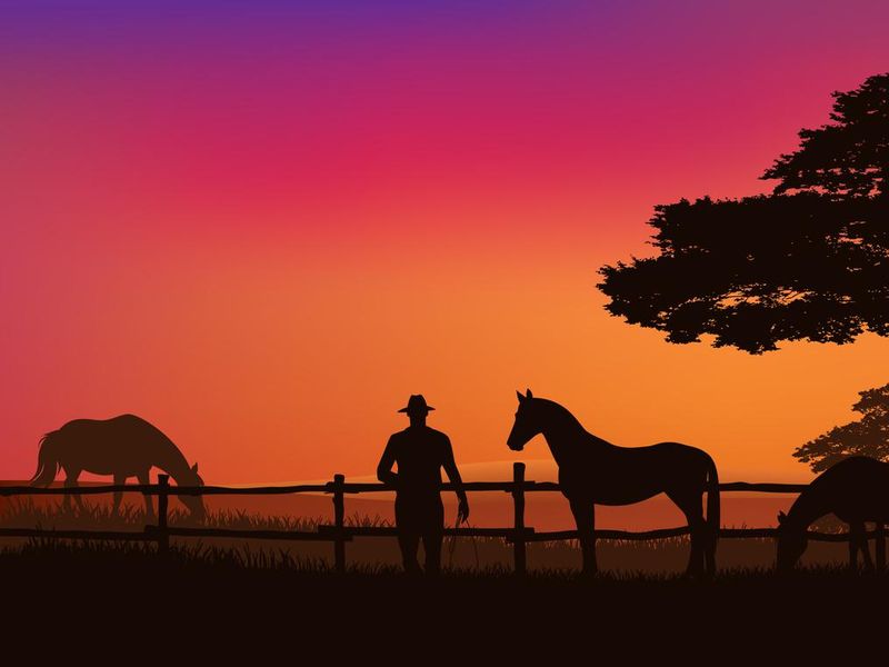 Cowboy rancher and grazing horse herd at sunset