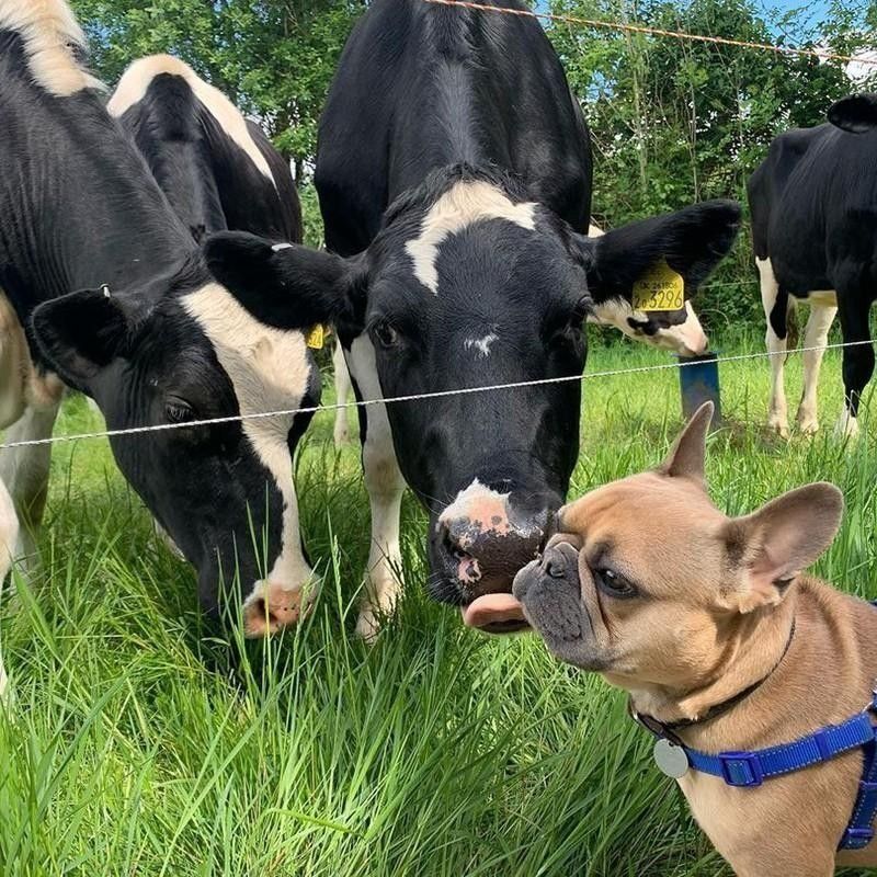 Cows and pug