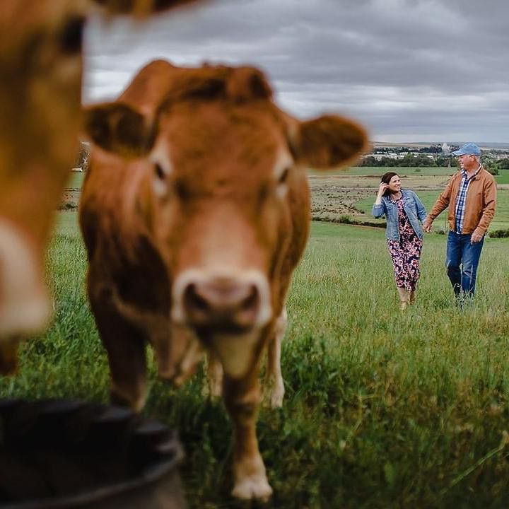 Cows interrupting engagement picture