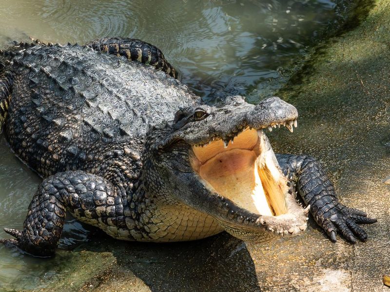 Crocodile in the swamp