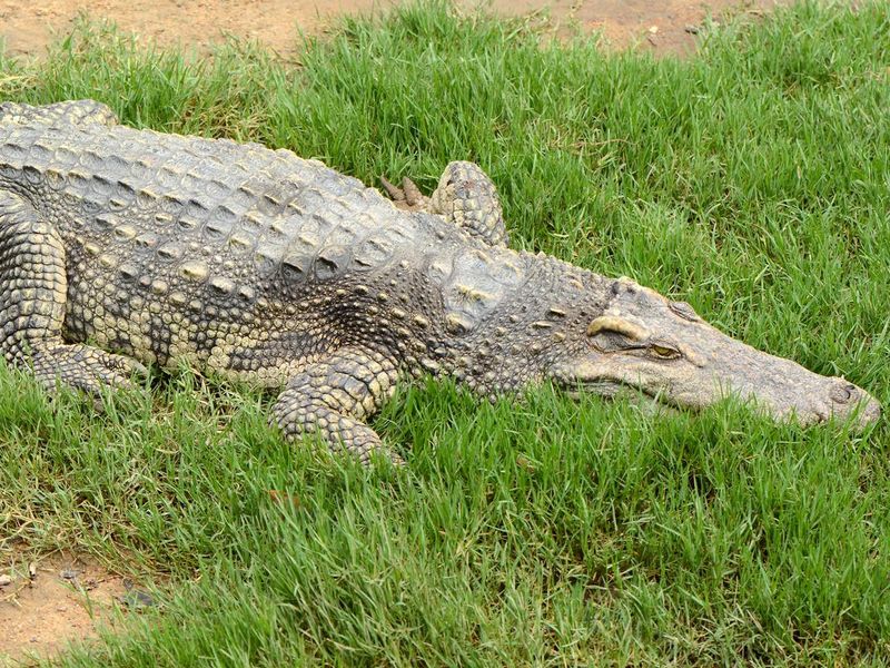 Crocodile on the grass