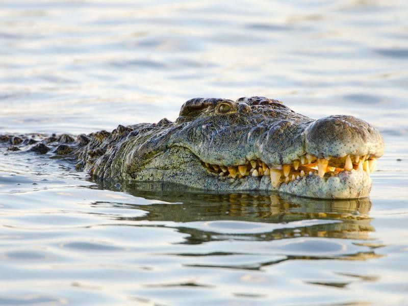 Crocodile swiming