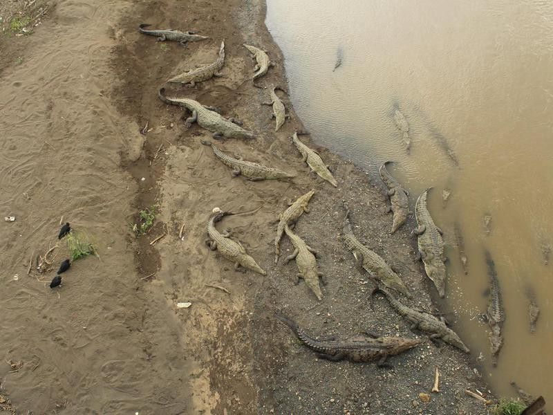 Crocodiles in Tarcoles River, Costa Rica