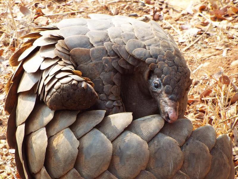 Curled-up pangolin