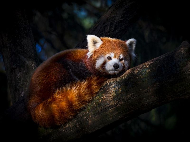 Curled-up, resting red panda