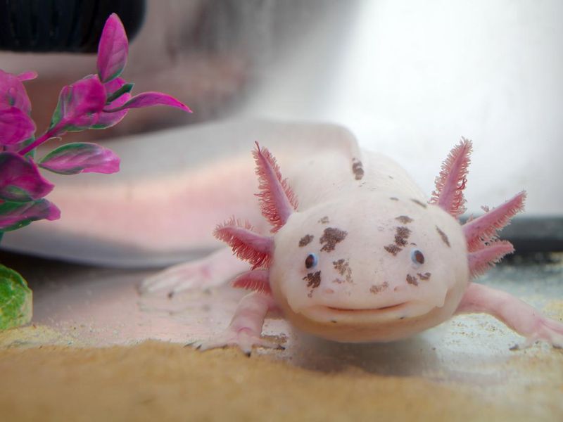 Cute axolotl closeup