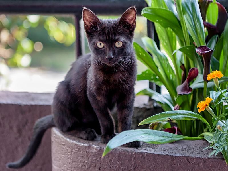 Cute black Bombay kitten