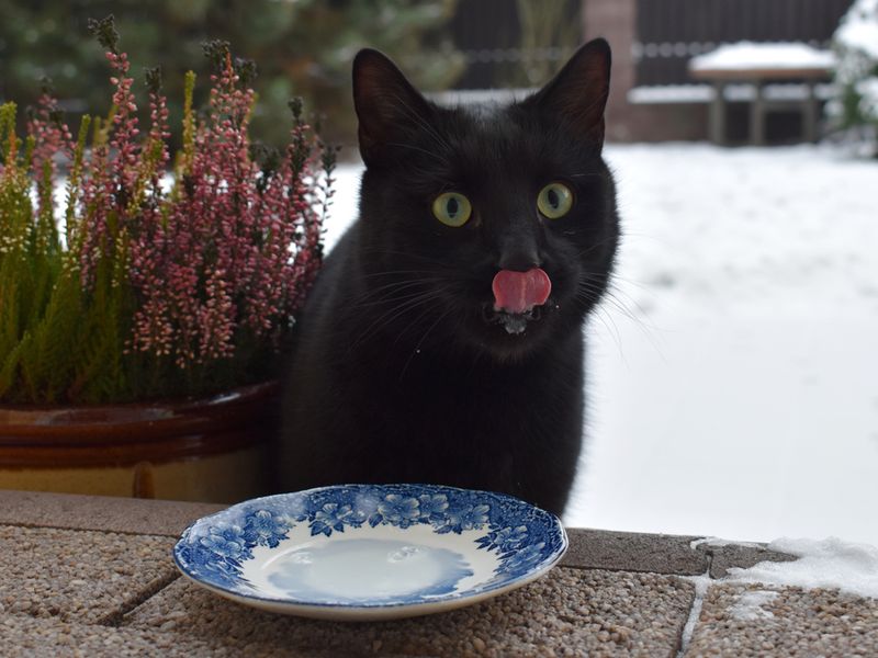 cute black cat drinking milk