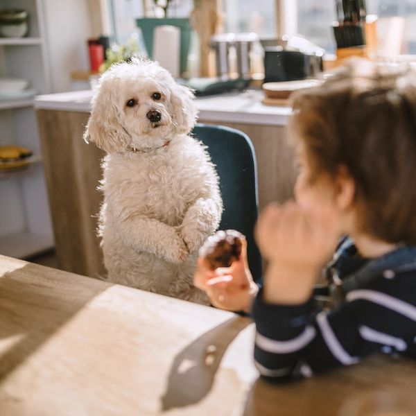 Cute Boy Sharing His Cookie With His Pet, Adorable Fluffy Poodle Dog