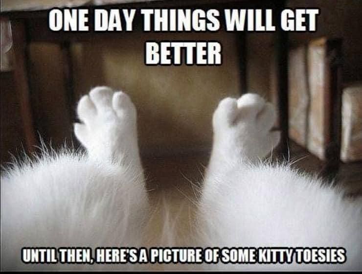 Cute cat toes
