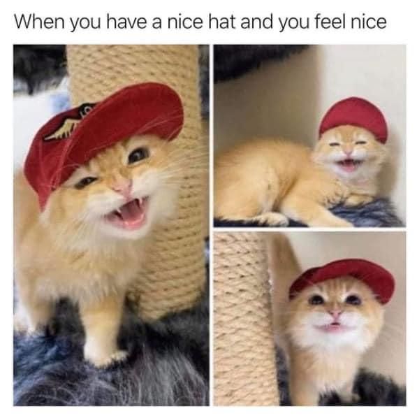 Cute cat wearing a hat