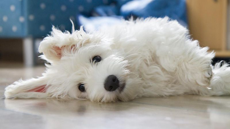 Cute coton de Tulear dog lying on the floor