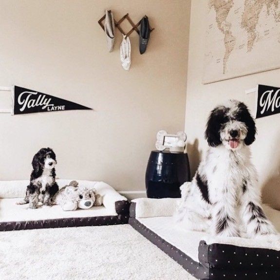 Cute Dog Room Ideas
