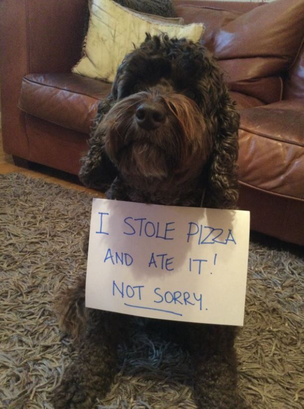 Cute dog stole pizza