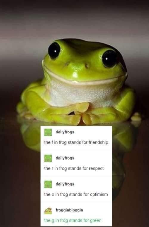 Cute frog meme