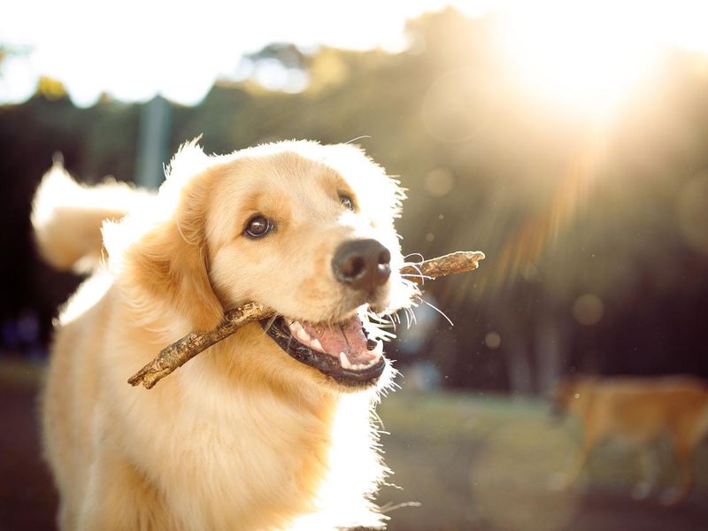 Cute golden retriever playing with a stick