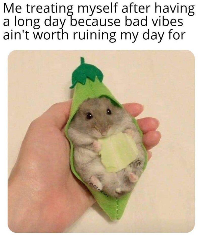 Cute hamster eating lettuce