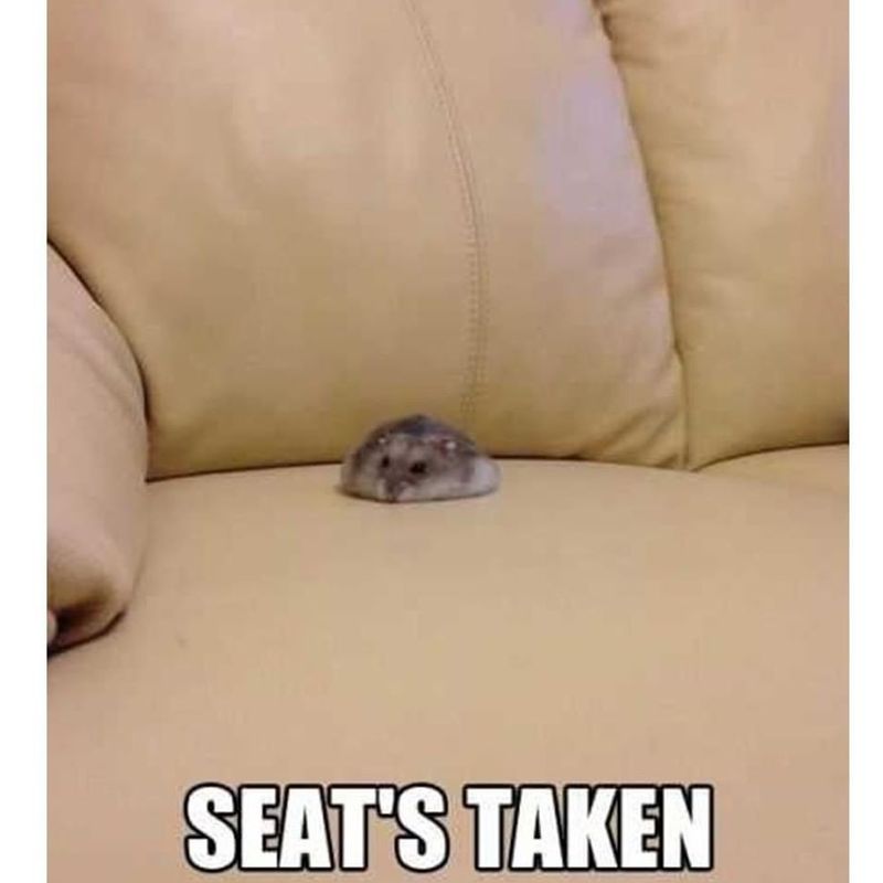 Cute hamster sitting meme