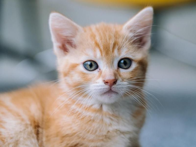 Cute little red cat