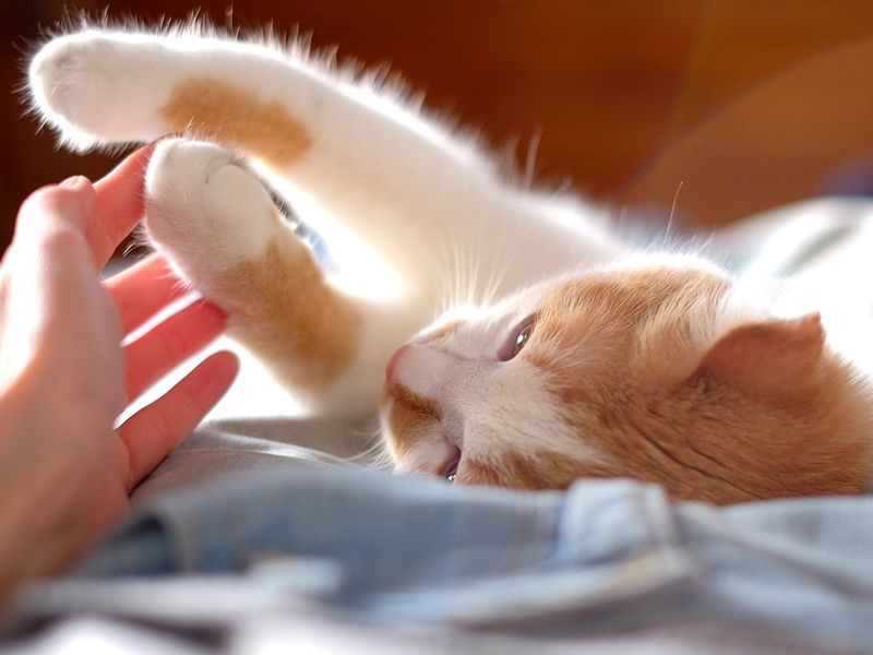 cute orange and white cat touching human hand