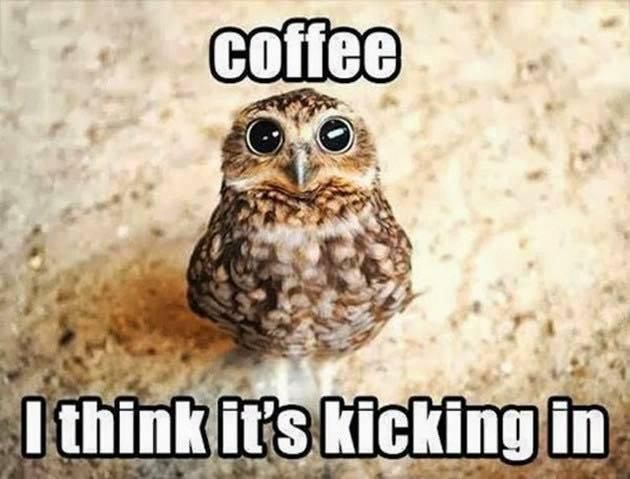 Cute owl drinking coffee