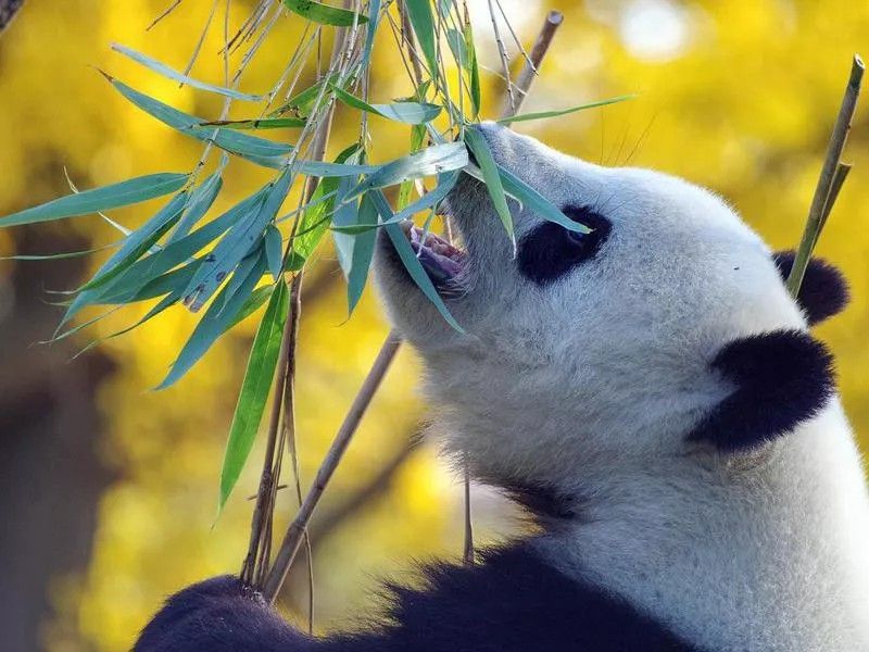 Cute panda bear eating bamboo