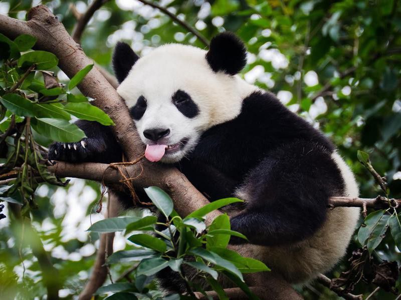 Cute panda with its tongue out