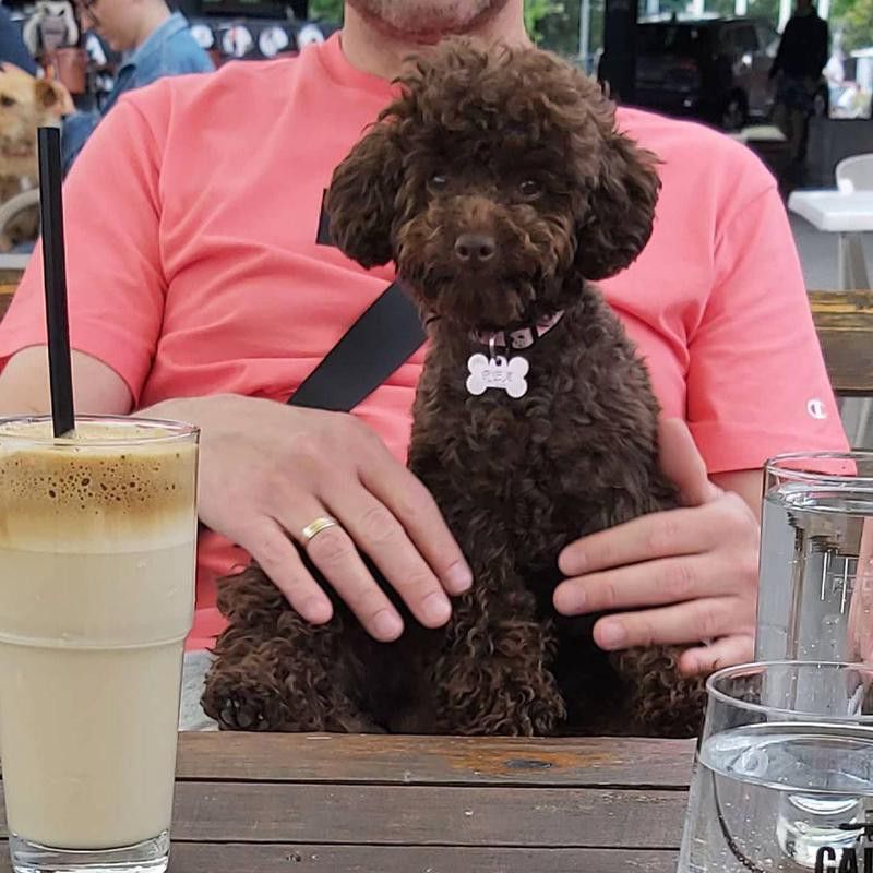 Cute poodle sitting on owners lap