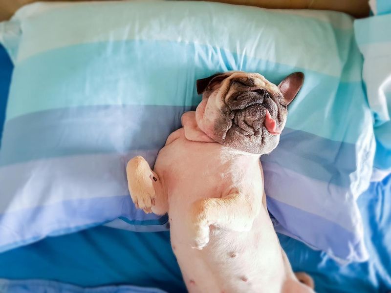 Cute pug dog asleep on bed