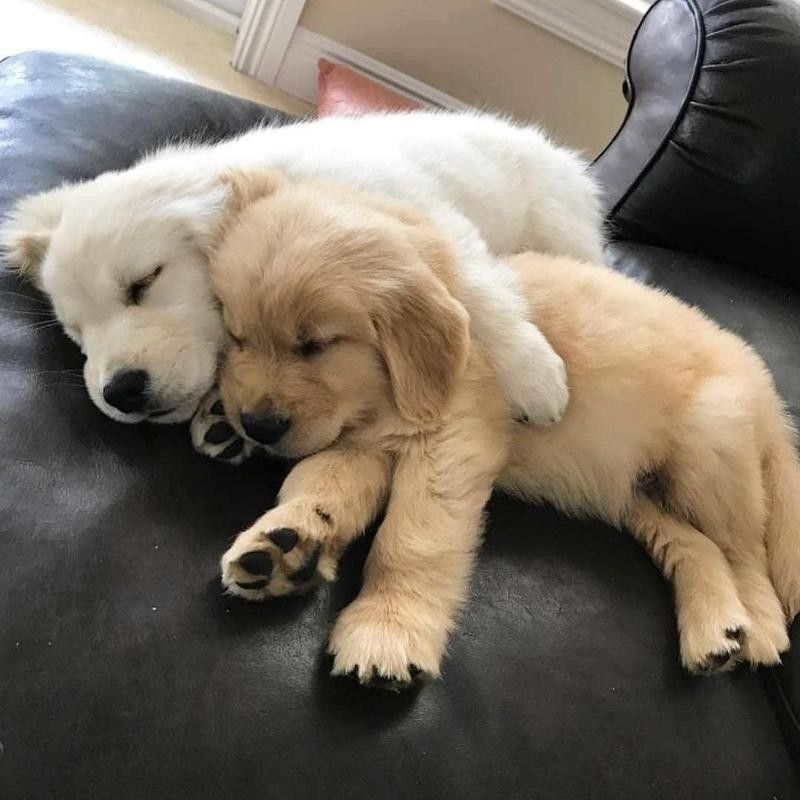 cute puppy cuddles