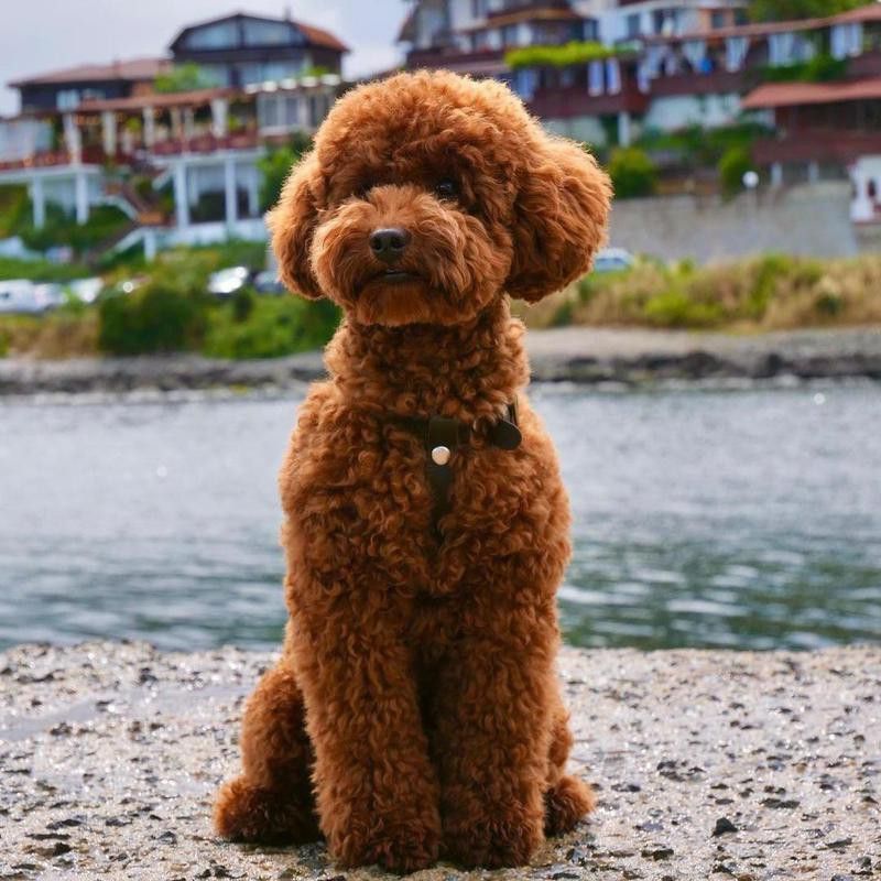 Red Toy Poodle.