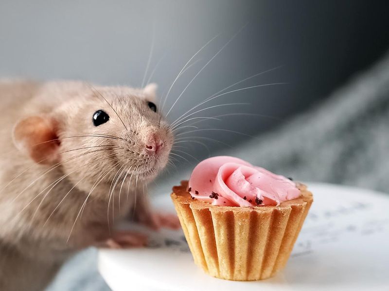 Cute smiling fancy pet rat with a treat