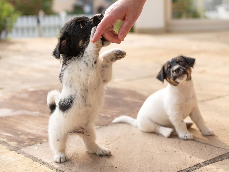 Cute tricolor Jack Russell Terrier puppies