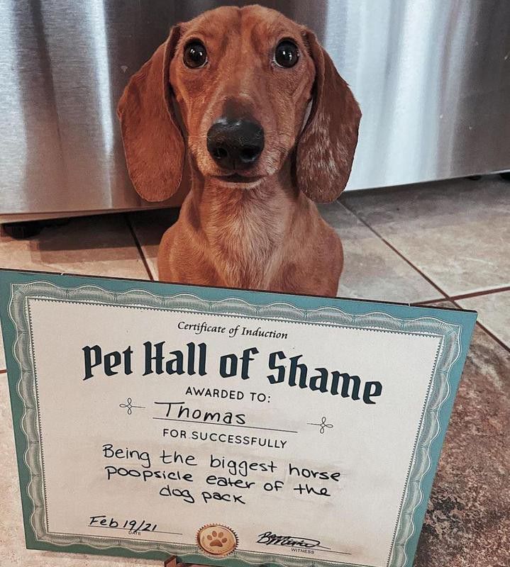 Dachshund in the Pet Hall of Shame