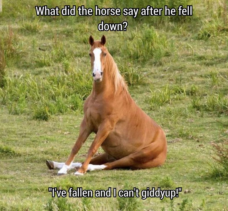 Dad joke horse meme