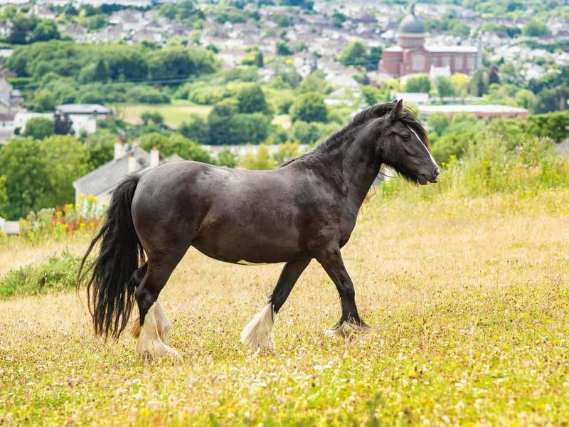 Dales pony on the hill in summer