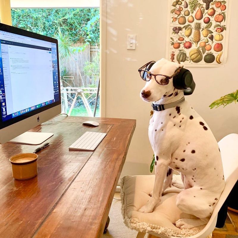 Dalmatian working from home
