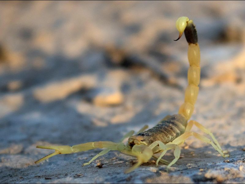 Deathstalker Scorpion in the Wild