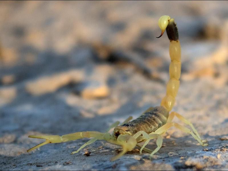 Deathstalker Scorpions