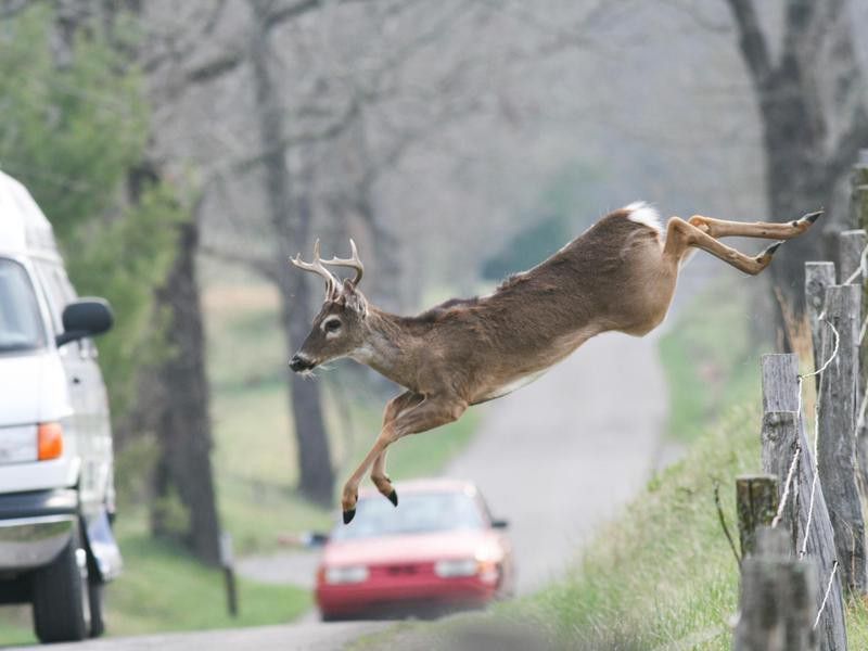 Deer jumping near road