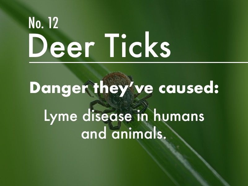 Deer Tick dangers